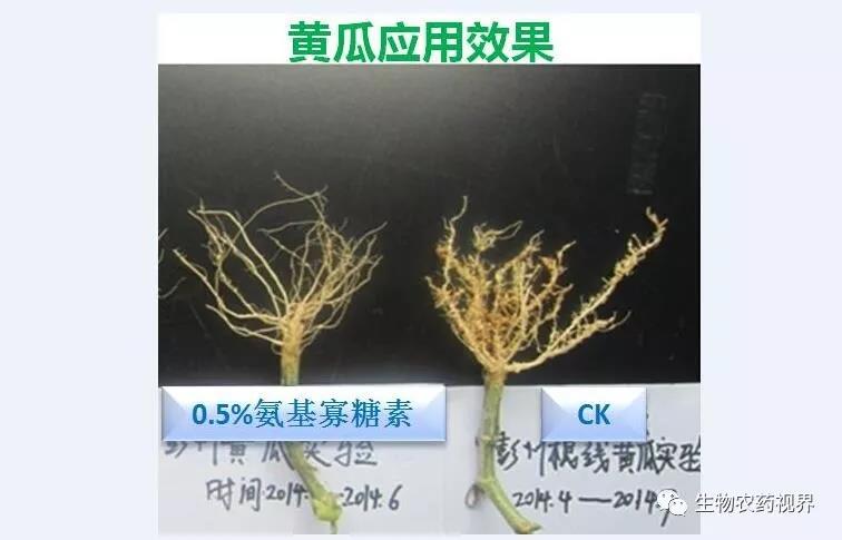 氨基寡糖素 - 植物的免疫衛(wèi)士，根結(jié)線蟲的克星