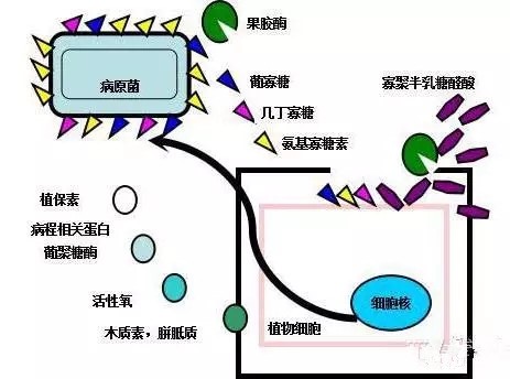 氨基寡糖素 - 植物的免疫衛(wèi)士，根結(jié)線蟲的克星