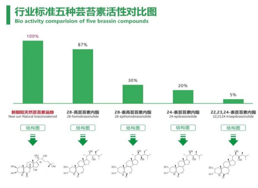 小麥拌種選新朝陽(yáng)天然蕓苔素，讓小麥高產(chǎn)贏在起跑線(xiàn)上！（小麥在什么時(shí)候用蕓苔素效果最佳）